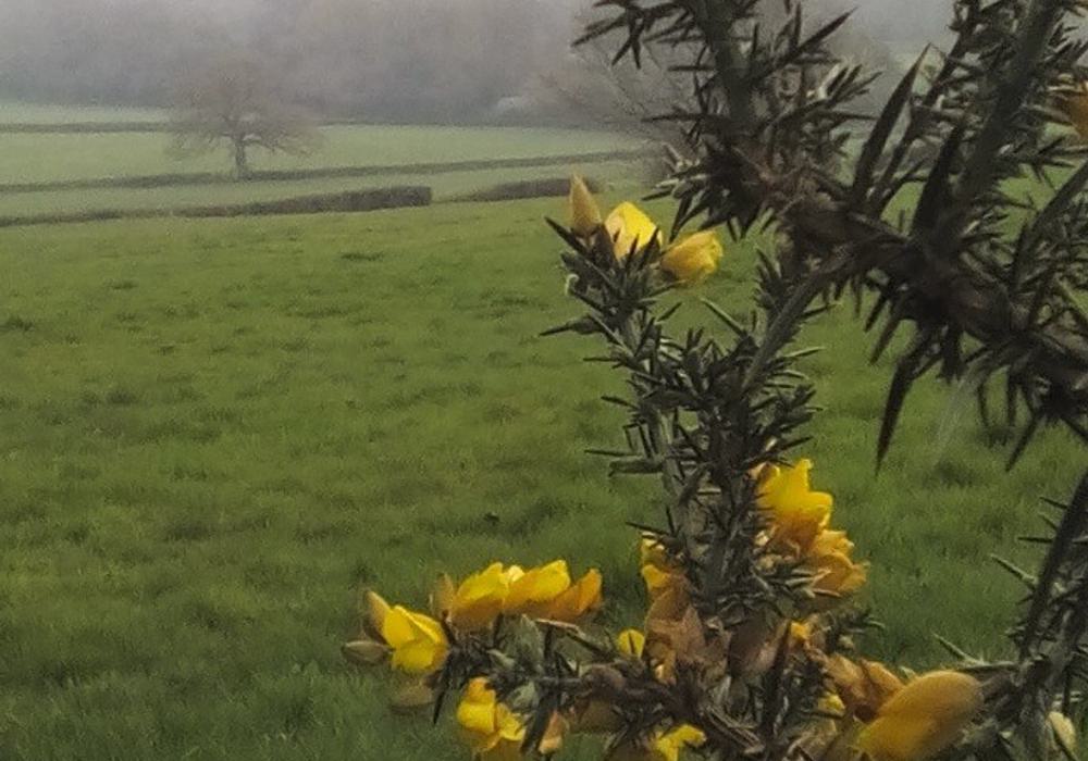 Gorse