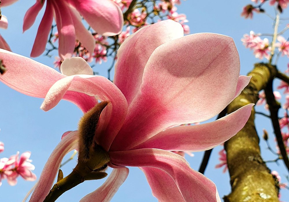 Jadepblossom