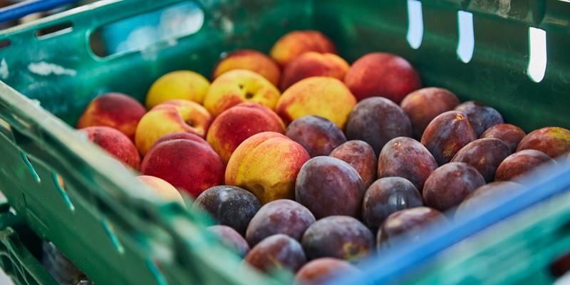 Nectarine Plum 001