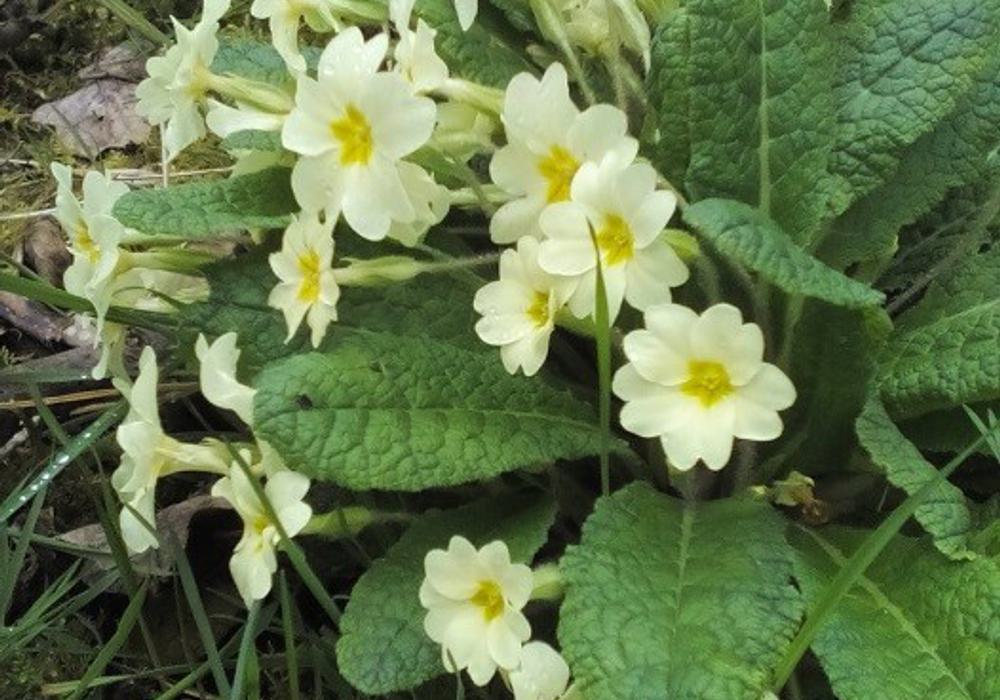 Primroses