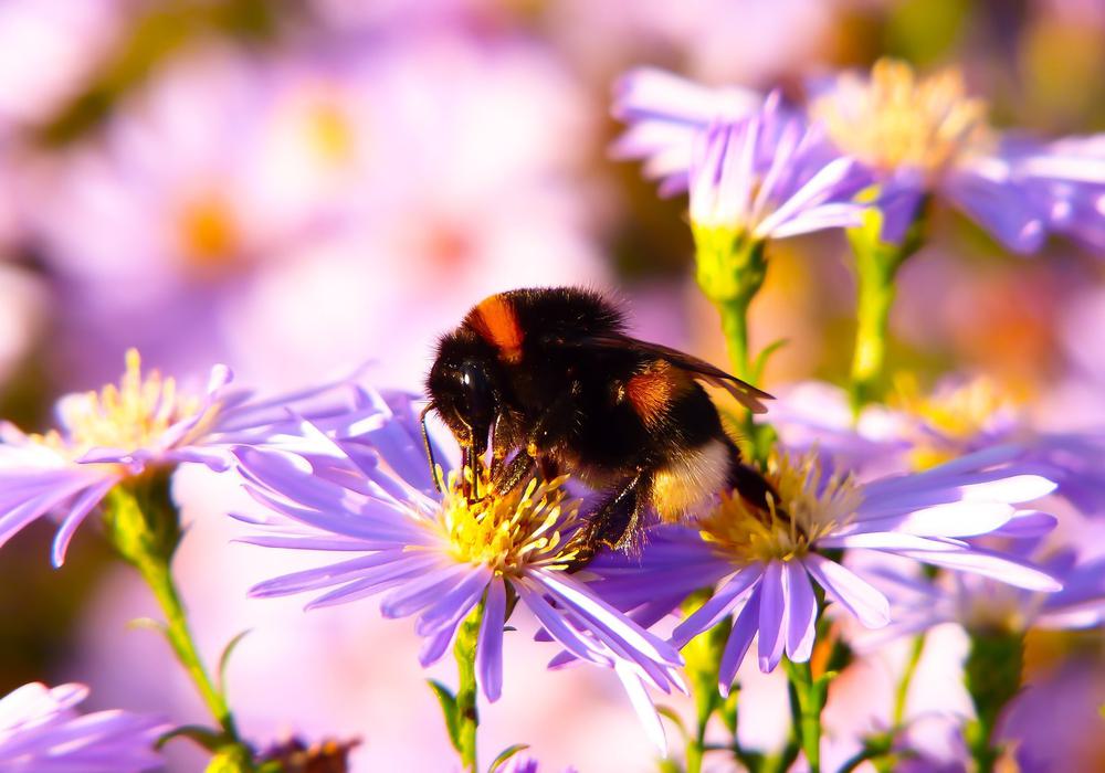 Bumblebee Gas 3831751 1920