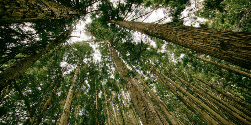 Conservation