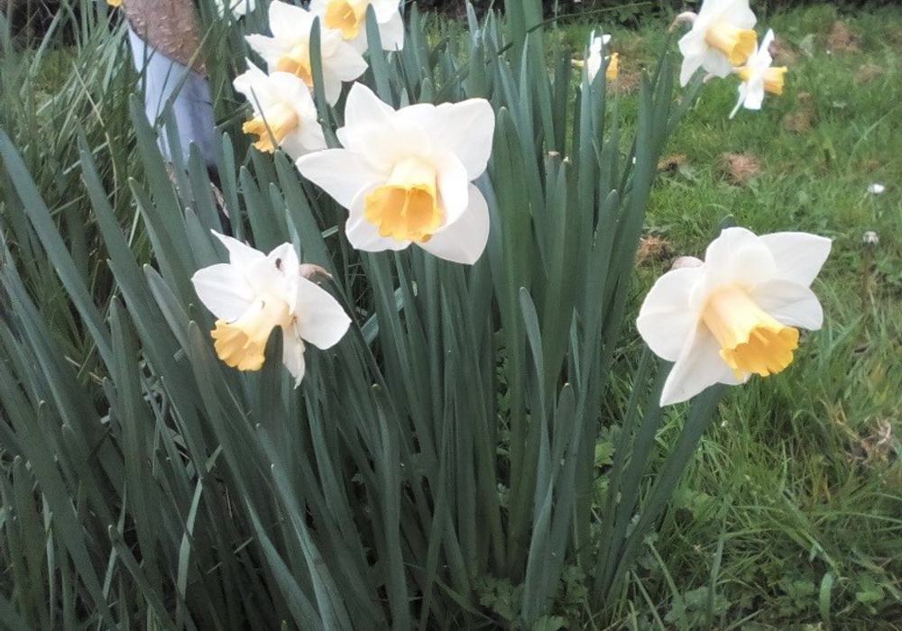 Daffs
