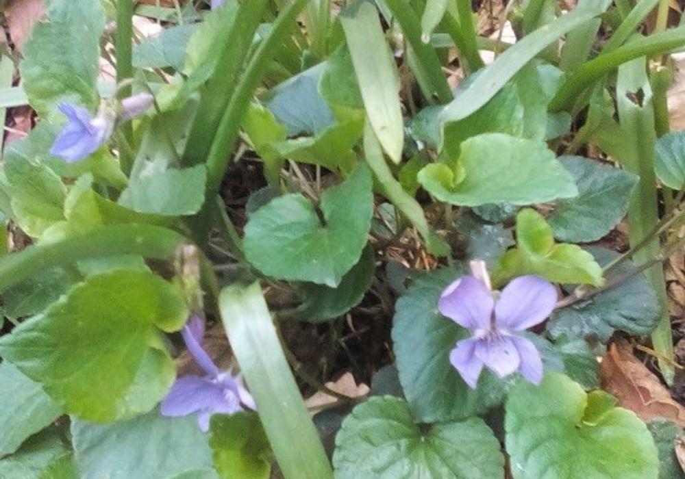 Violet
