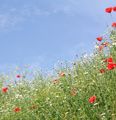 Wildflowers